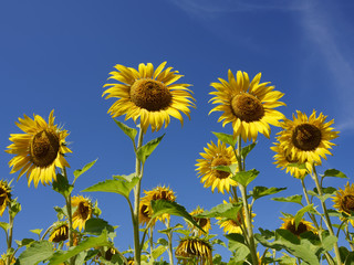 Sunflowers against the sky. View from below. Harvest a sunflower.