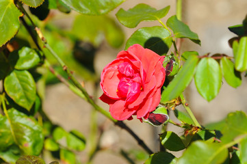 Rose in the garden in Crimea, Russia