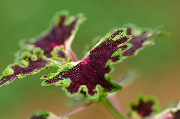 Leaf, leaves, purple flower, purple, garden, nature