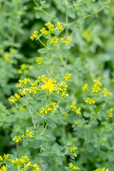 St. John's wort flowers in the summer garden.