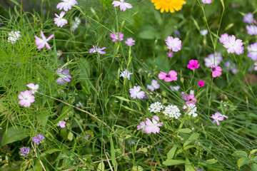 Obraz na płótnie Canvas Summerflowers In A Country Garden