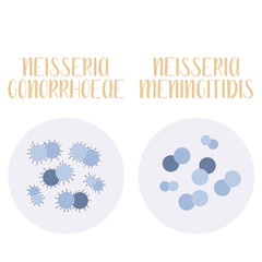 Neisseria Gonorrhoeae, Neisseria Meningitidis, pathogen. Spherical, gram-negative bacteria. Morphology. Microbiology. Vector flat illustration - obrazy, fototapety, plakaty