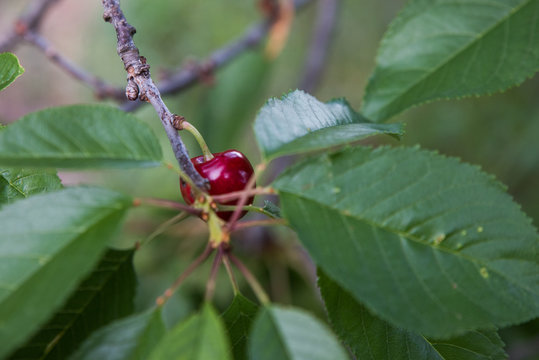 cereza en arbol
