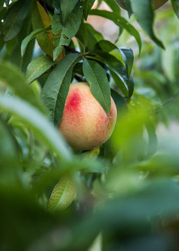 durazno maduro en arbol listo para la cosecha