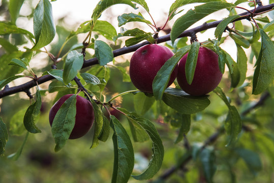 mature red peach fruit in green tree 