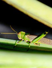 Insect, grasshopper, green, macro, close up,