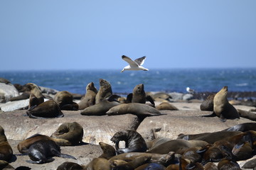 Seal Island - Seagull