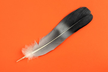 Bird feather closeup on a red  background.