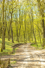 Path in spring green forest during springtime