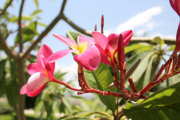 Photography of beautiful pink flowers