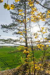 Summer forest landscape. Nature. Sunny day in deep forest.