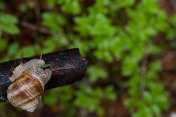 una bella lumaca inizia a spostarsi di buon mattino