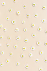 Pattern made of little beautiful whitechamomiles. Flowers composition on a beige background. Repetition concept. Flat lay, top view, copy space