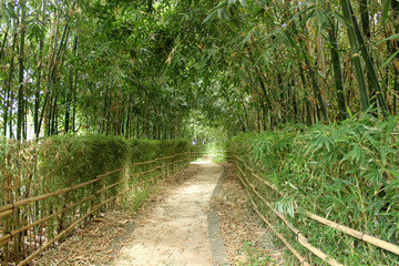 Photography of calm plant sidewalk