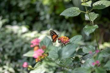 Crimson Patch Chlosyne janais 