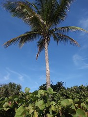 Fototapeta premium Palm Tree and beach vegetation, sky