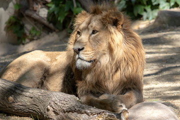 Naklejka premium Löwe