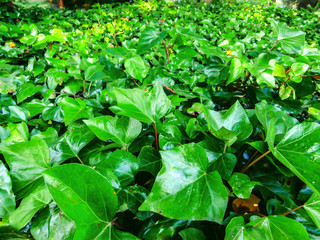 Green leaves pattern background, Natural background and wallpaper.