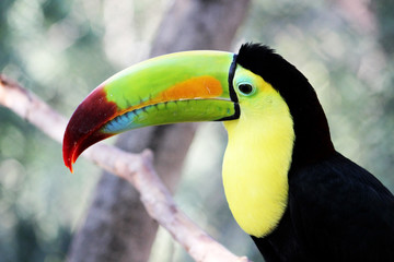 Colorful toucan bird Photography