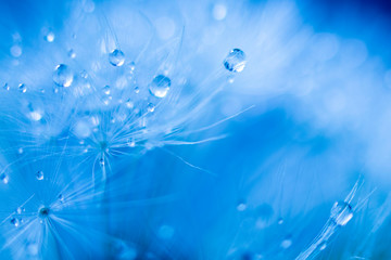 Soft focus on dandelion flower, closeup, abstract blue background