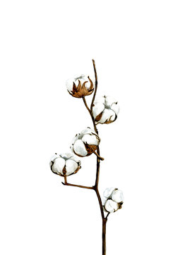 Watercolor illustration of cotton branch on a white background.