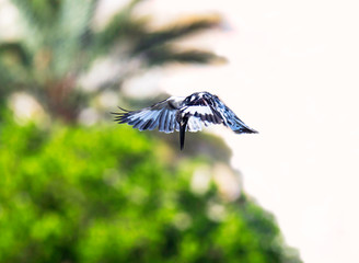 A pied kingfisher (Ceryle rudis) hovering mid-air and getting ready to dive to catch a fish