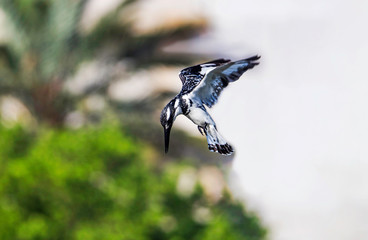 A pied kingfisher (Ceryle rudis) hovering mid-air and getting ready to dive to catch a fish
