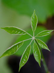 Fototapeta na wymiar Green leaf, leaf, leaves, plant, nature, foliage, botanic 