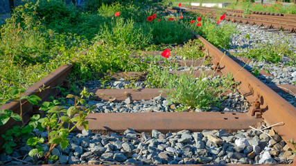 Mohn, Gleise, Schienen, Weichen und Unkraut im Industriegebiet Ruhrgebiet, Ruhrpott
