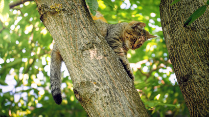 Cute little kitting sitting on tree top at garden