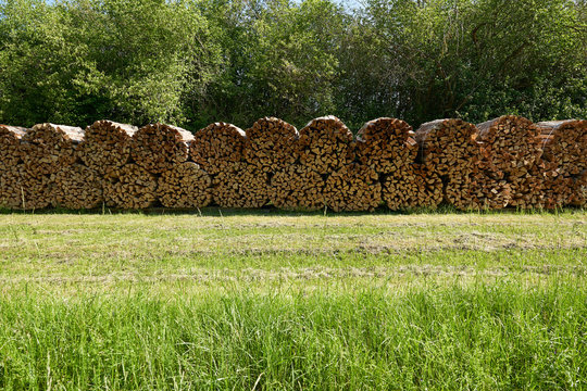 Round bales of brown firewood on a freshly mown green meadow, early in the sunny morning. wide angle, Germany.