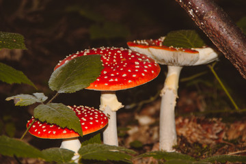 Red poisonous mushroom fly agaric in woods