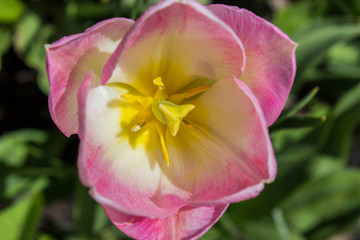Fototapeta na wymiar pink tulip flower