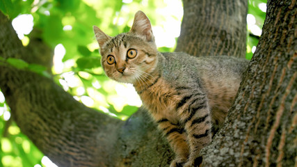 Naklejka na ściany i meble Cute gray cat sitting on tree top at garden