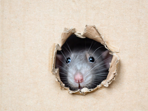 Rat Hole Images – Browse 16,099 Stock Photos, Vectors, and Video
