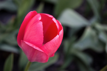 Pink Tulip close-up, beautiful background