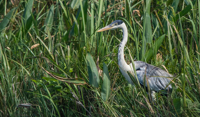 great blue heron