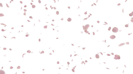 Fototapeta premium Rose Petals Flower fluttering 3D illustration background