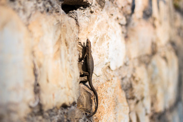 Small brown colored lizard or little gecko climbing vertically on a brick stone wall outdoor. European wall lizard ,podarcis muralis, basking in the sun. Blurry background.