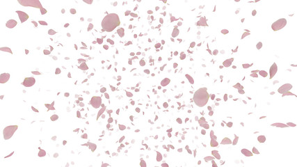 Rose Petals Flower fluttering 3D illustration background