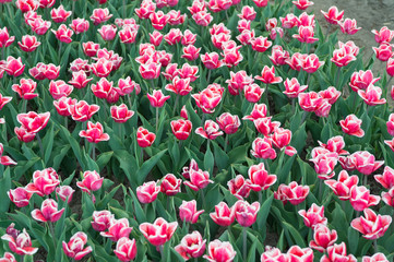 Fototapeta na wymiar It is my favorite flower. gather the bouquet. pink vibrant flowers. field with tulips in netherlands. tulip field flowerbed. nature landscape sightseeing in Europe. fresh spring flowers