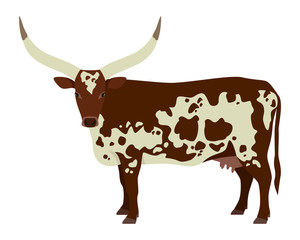 Watusi cattle Flat vector illustration Isolated object on white background