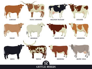 Set of twelve popular cattle breeds Flat vector illustrations Isolated objects Cattle breeding and stock raising Farming today