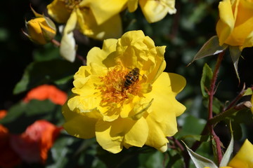 bee on yellow flower