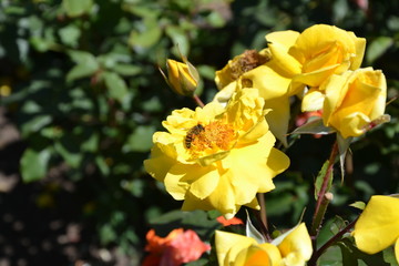 a bee collecting pollen on a yellow rose