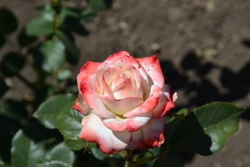 single white pink rose