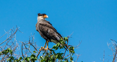 red tailed hawk