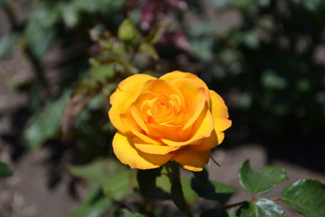 yellow rose in garden