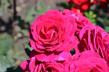 pink roses in garden