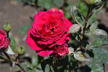 pink rose in garden